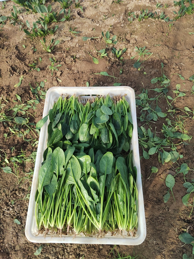 直立大棚菠菜，20---25公分，
