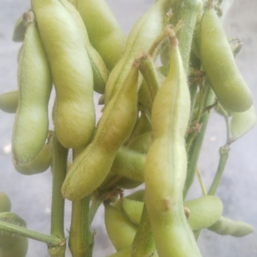 海南一级毛豆，2万斤起批