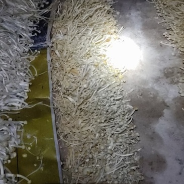 金针菇