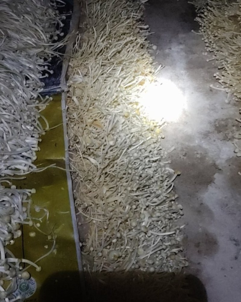 金针菇