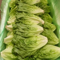 生菜
