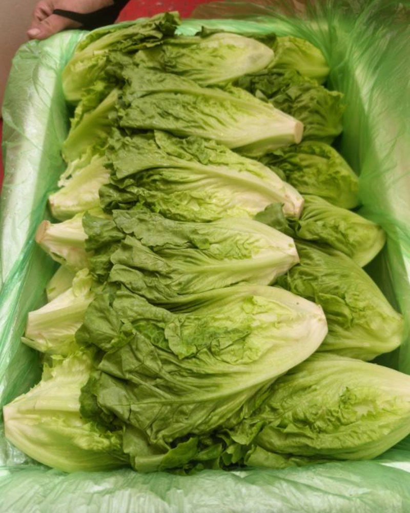 生菜