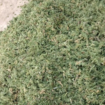中药材伸筋草