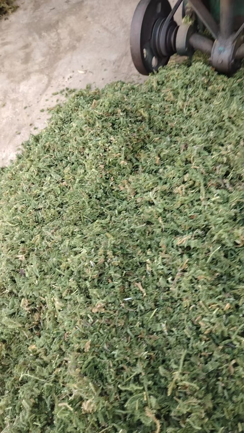 中药材伸筋草