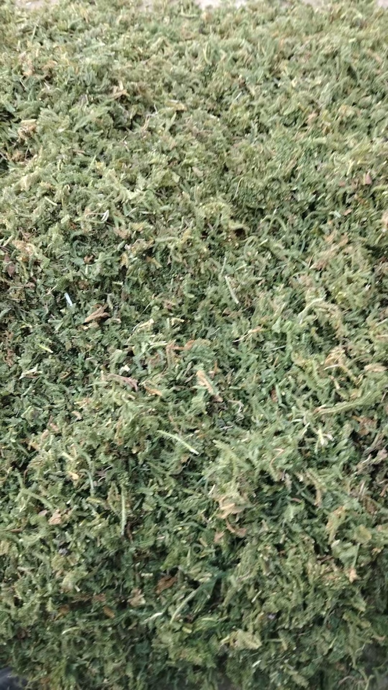中药材伸筋草