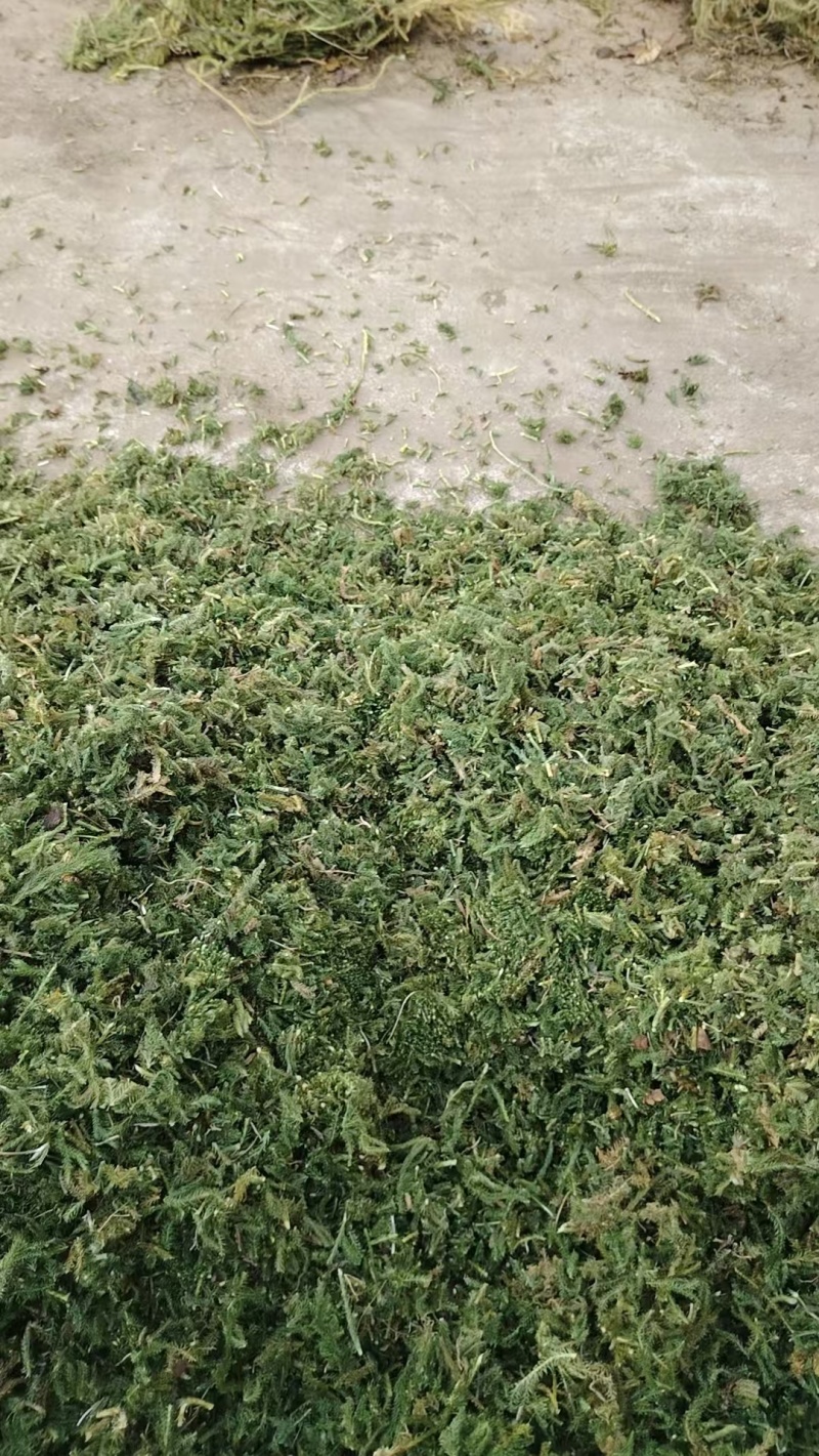 中药材伸筋草