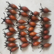 纯野生金樱子，现摘现卖