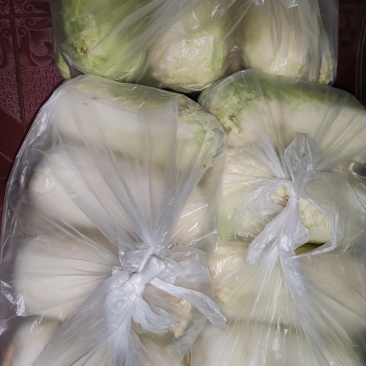 山西省忻州市忻府区自家菜园种的白菜