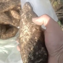 羊瓜根，佛手瓜根
