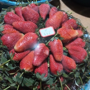 云南盆装草莓