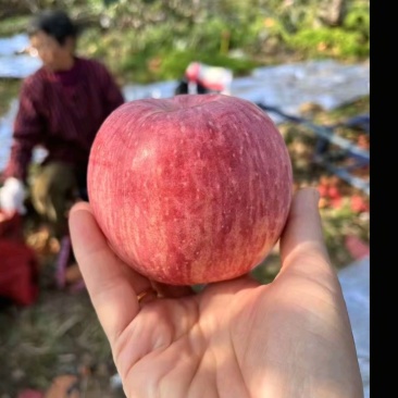 山东烟台红富士苹果