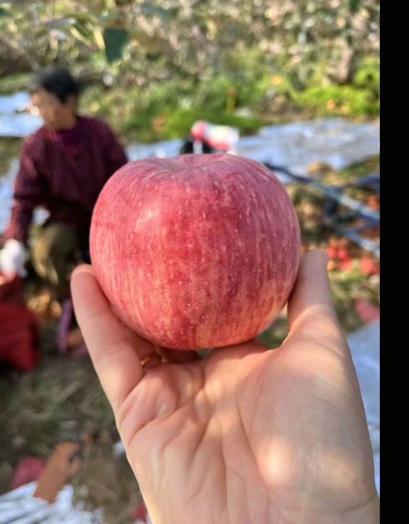 山东烟台红富士苹果