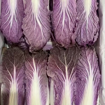 求购紫白菜