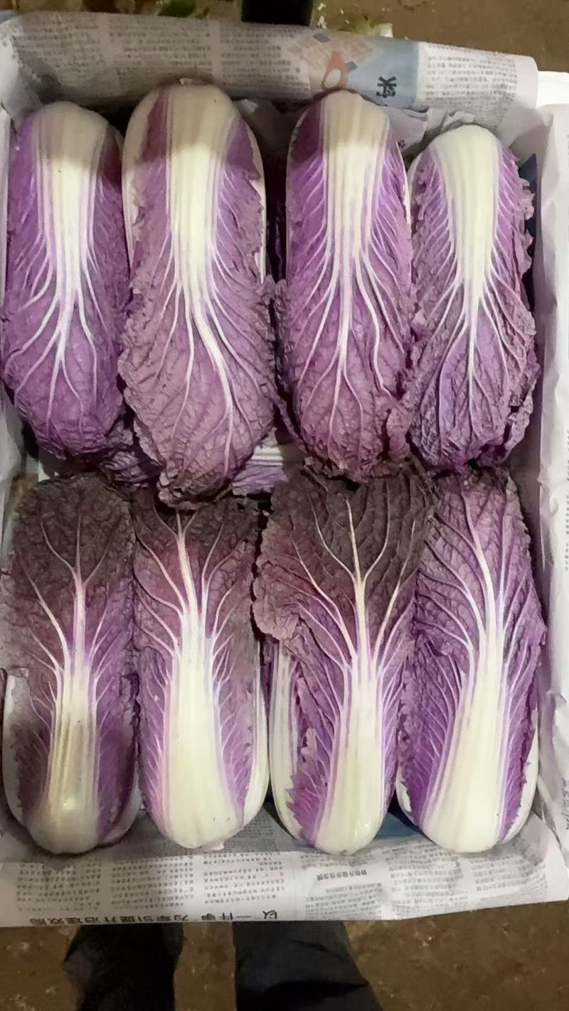 求购紫白菜