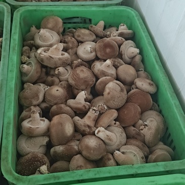 新鲜香菇，一件代办，