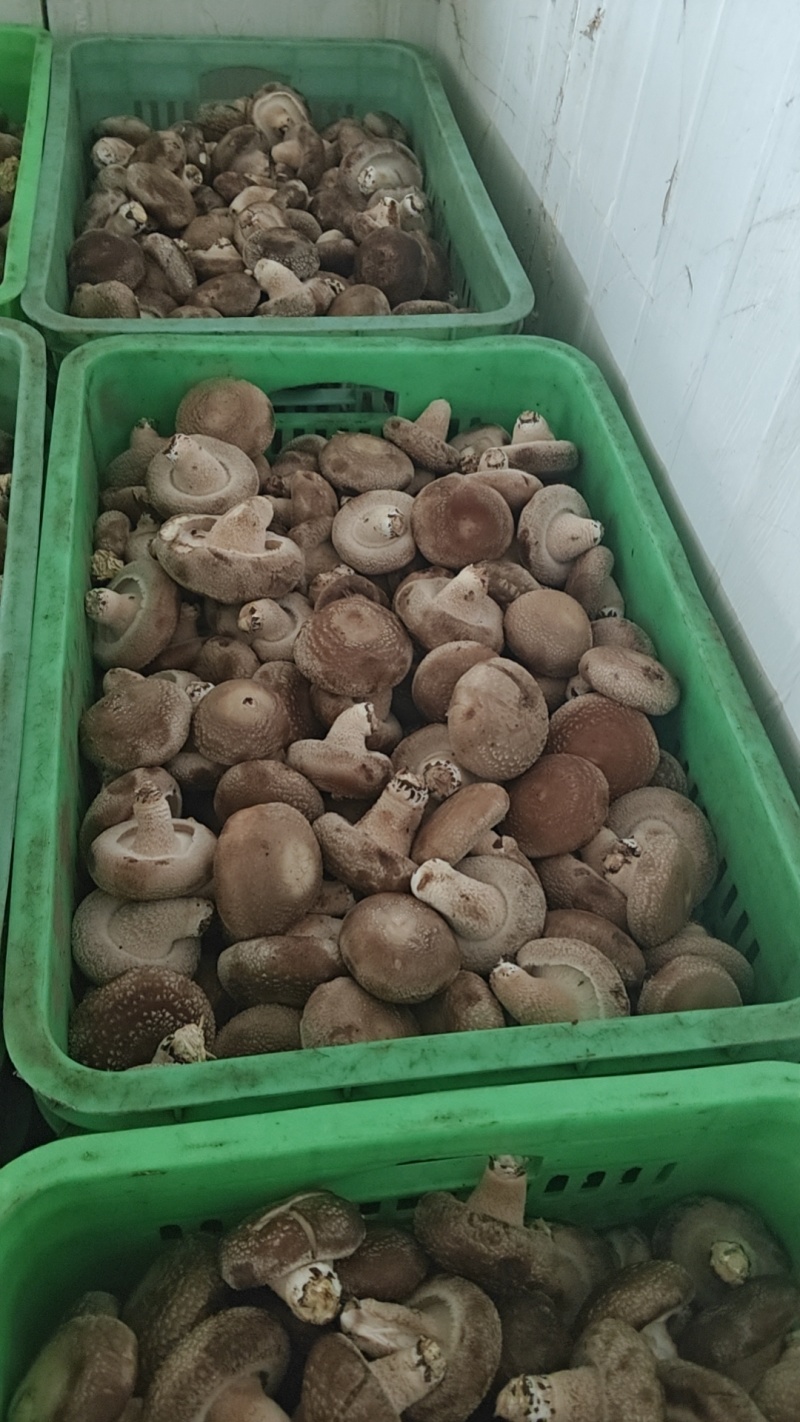 新鲜香菇，一件代办，