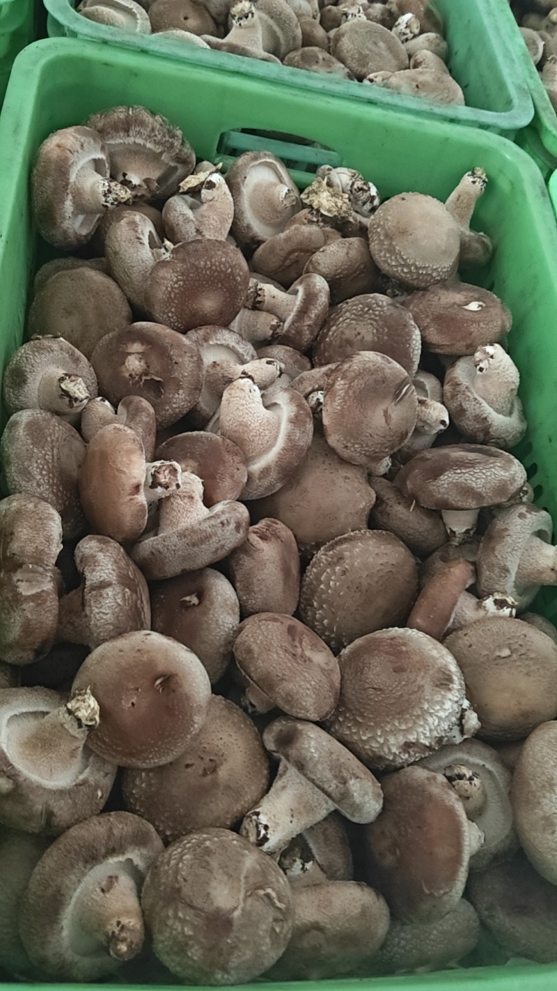 新鲜香菇，一件代办，