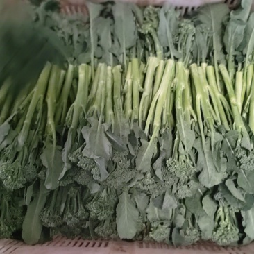 云南西兰苔