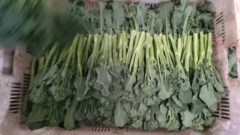 云南西兰苔
