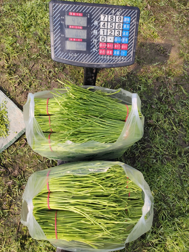 芦蒿可以卖了，需要的可先看货