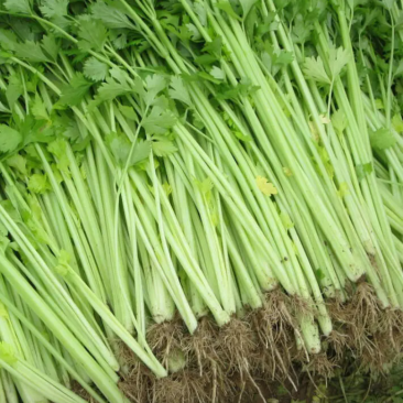 新鲜蔬菜
