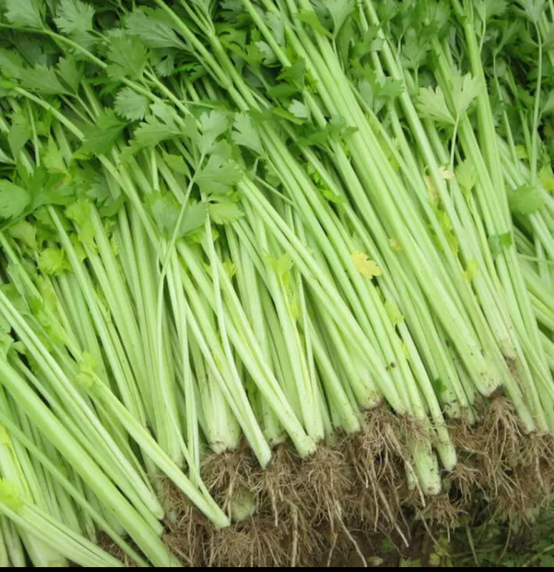 新鲜蔬菜