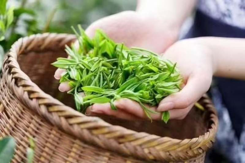 真正普洱散茶！原味