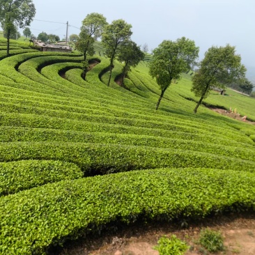 真正普洱散茶！原味