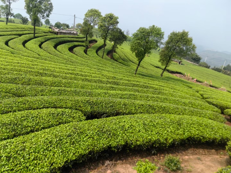 真正普洱散茶！原味