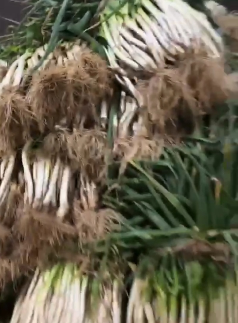 葱