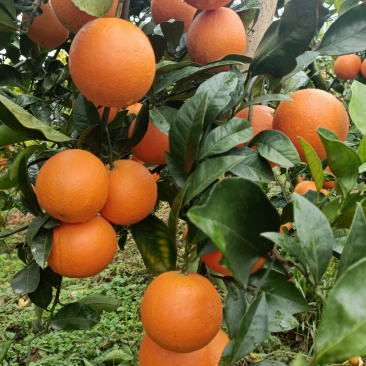 广西冰糖橙