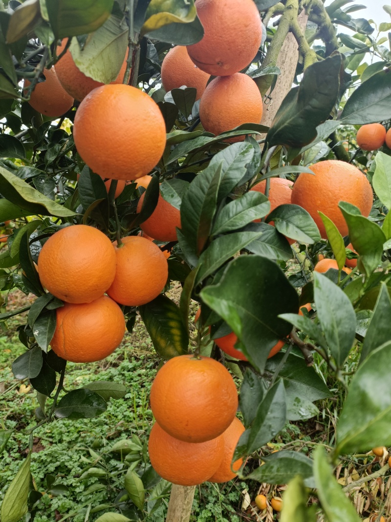 广西冰糖橙
