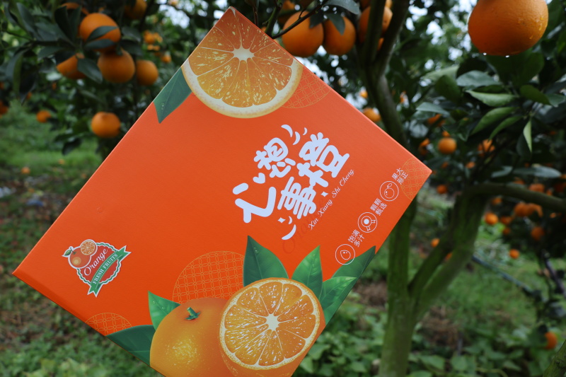 广西冰糖橙