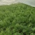 济南历城区茴香