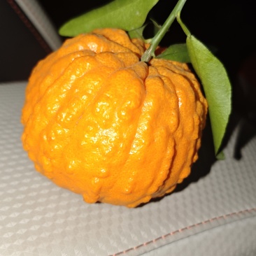南瓜杆