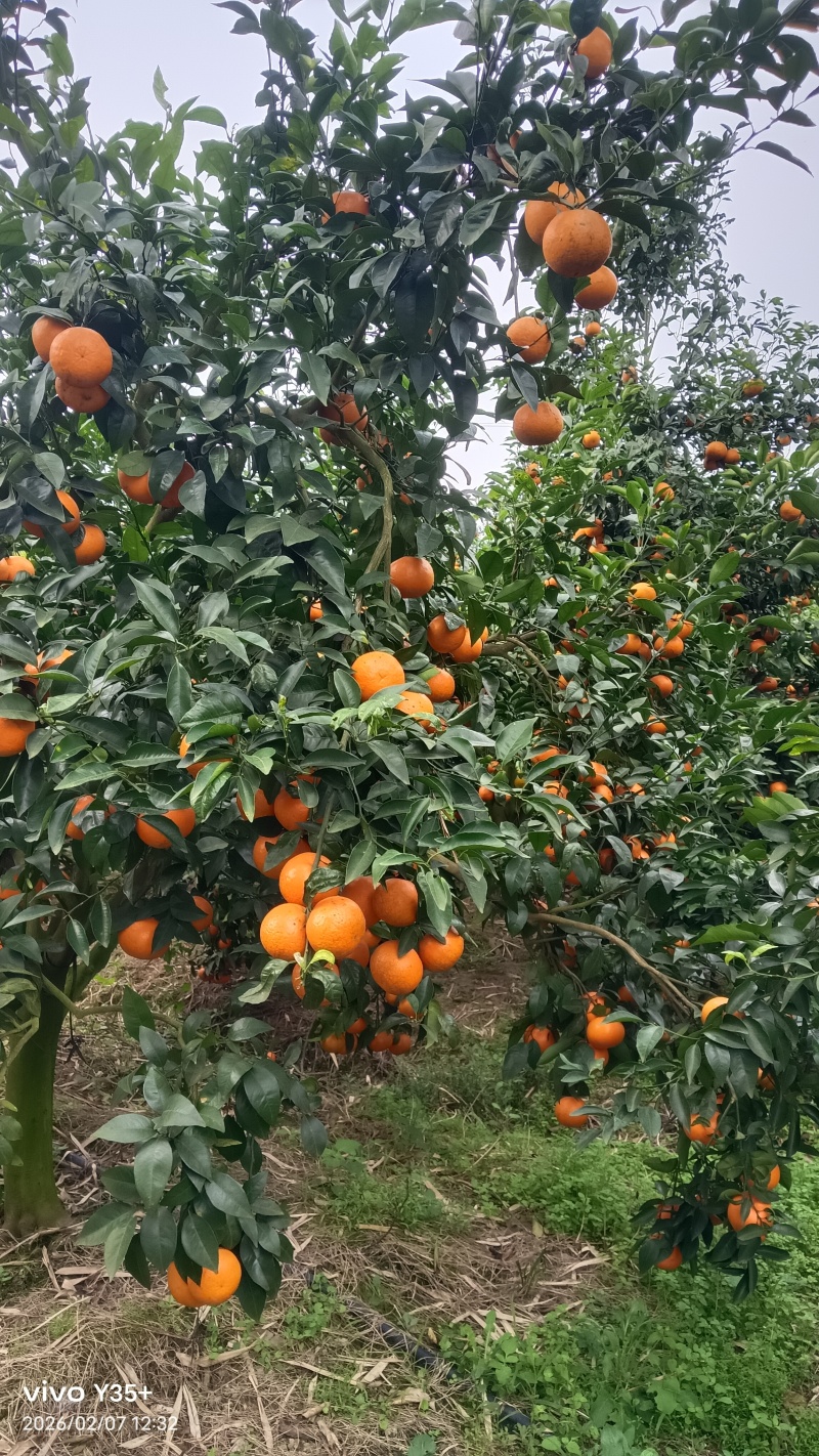 广西精品沃柑