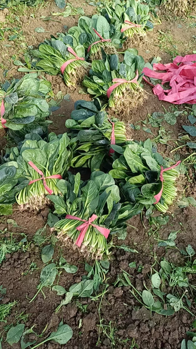 乾县大棚菠菜