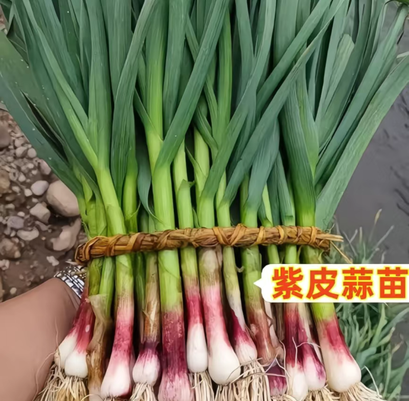 红头蒜苗