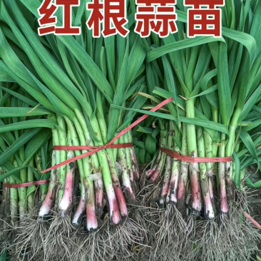 红头蒜苗