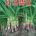 红头蒜苗