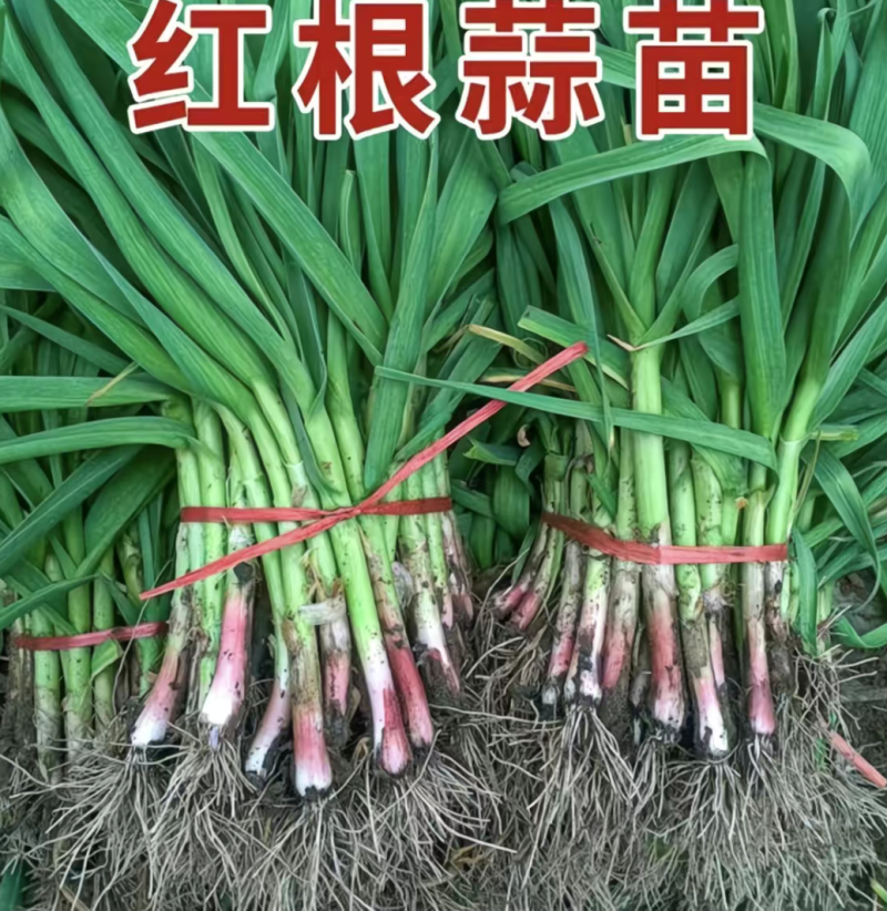 红头蒜苗