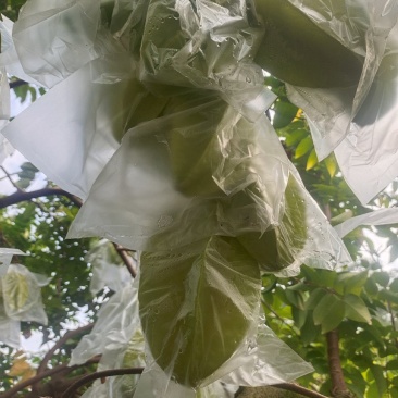 增城杨桃。