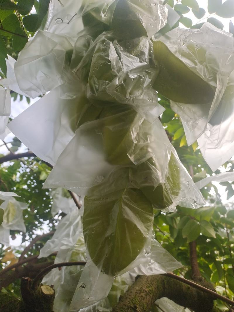 增城杨桃。