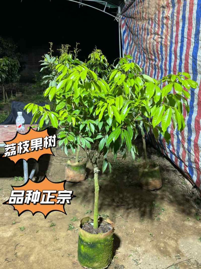 荔枝果树苗