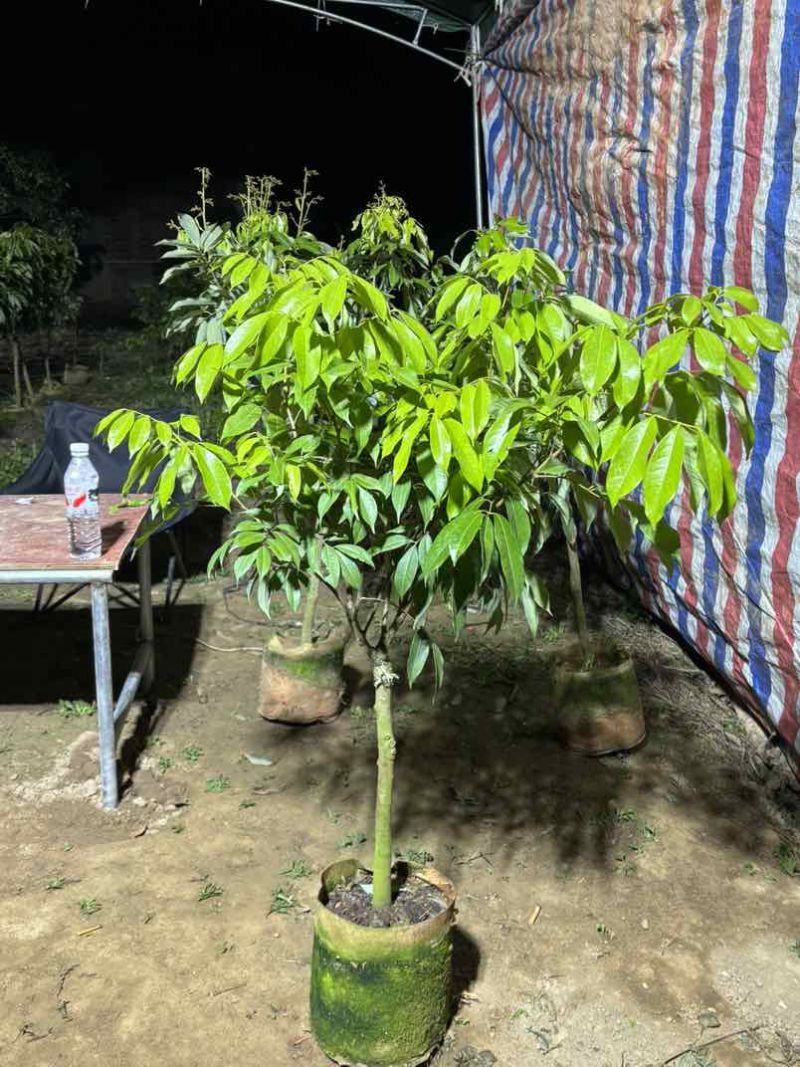 荔枝果树苗