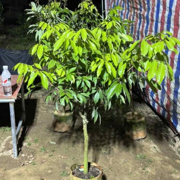 荔枝果树苗
