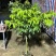 荔枝果树苗