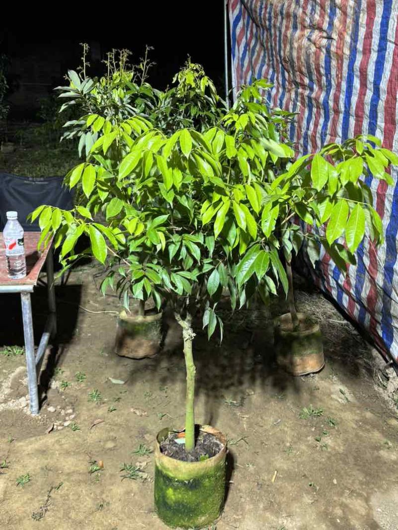 荔枝果树苗