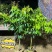 荔枝果树苗