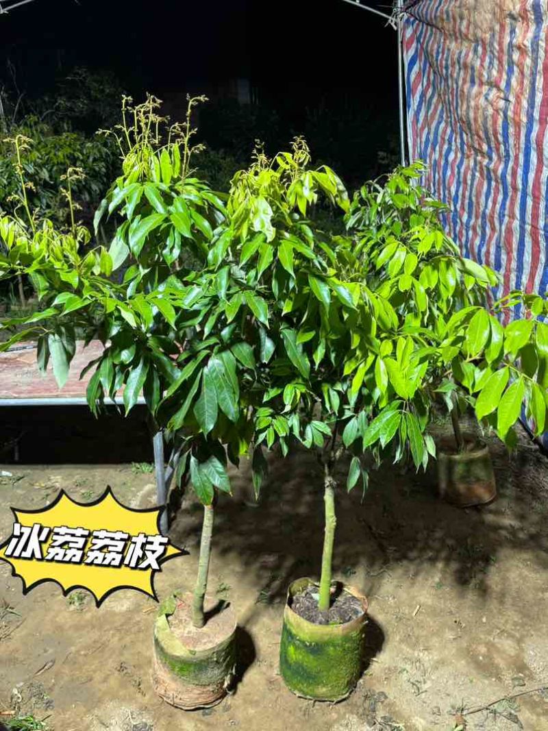 荔枝果树苗